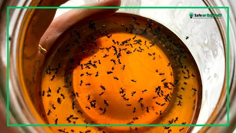 insect infestation: another food spoilage sign